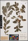 Foto von Salix cinerea L.